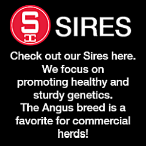 Sires